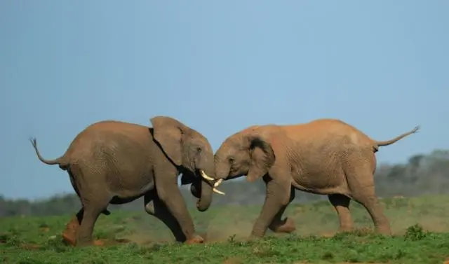 Zimbabwe Plans to Slaughter Elephants Amid Drought Crisis